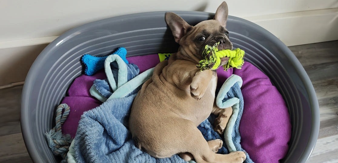 Bouledogue français heureu dans son panier