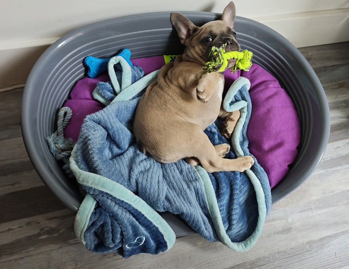 Bouledogue Français heureux